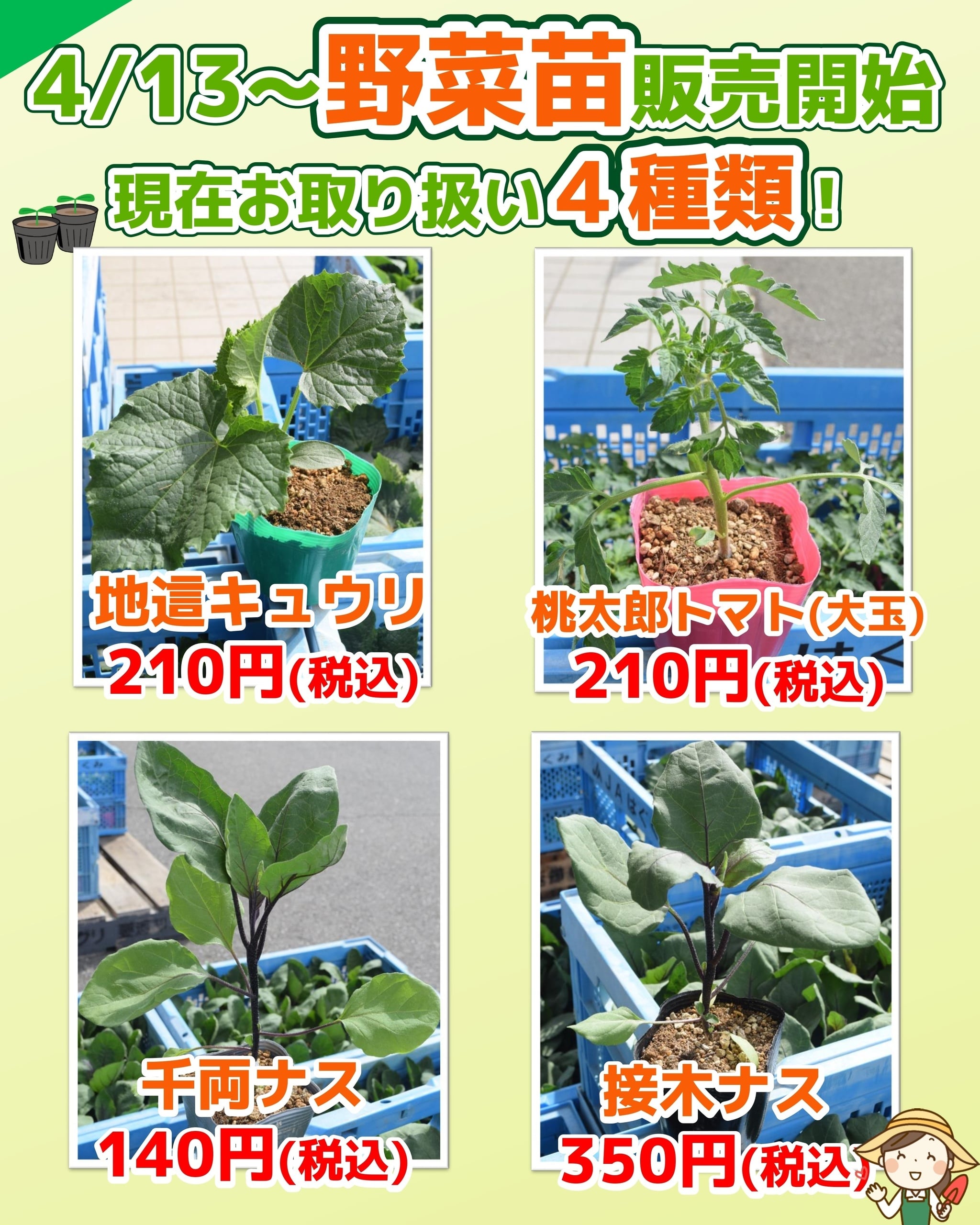 4/13～ 野菜苗の販売を開始しました